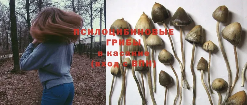 Галлюциногенные грибы Psilocybine cubensis  купить   Мичуринск 